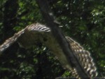 Hawk taking flight